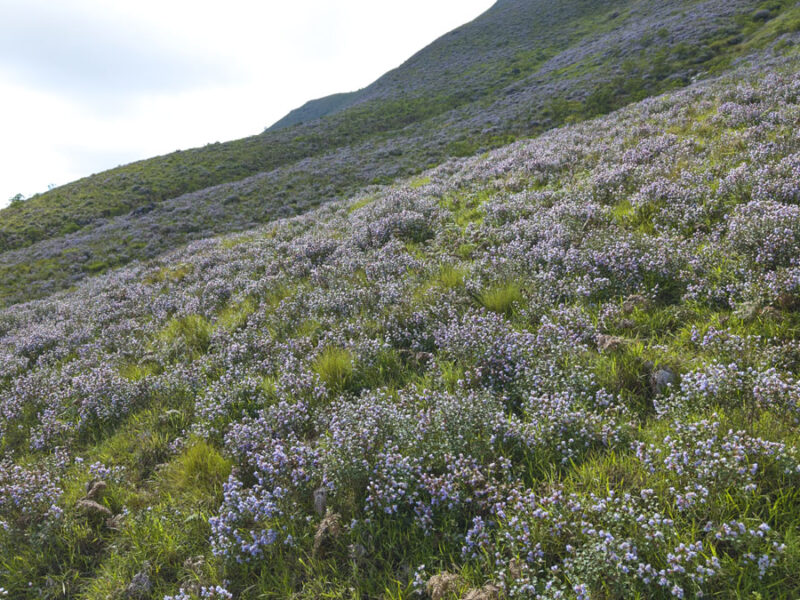 Neelakurinji- Munnar